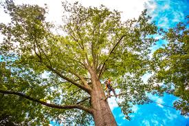 Best Tree Disease Treatment  in Copiague, NY