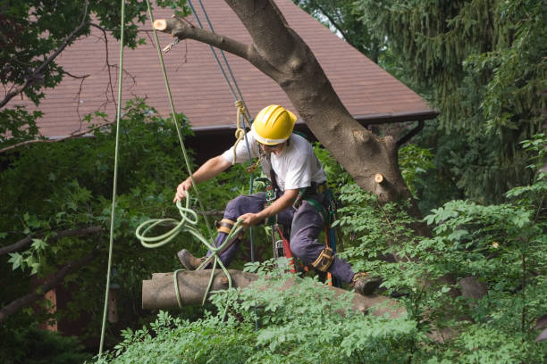 Best Tree and Shrub Care  in Copiague, NY