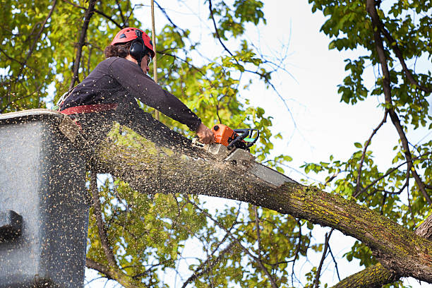 Best Fruit Tree Pruning  in Copiague, NY